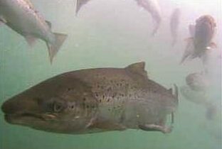Still image of Atlantic Salmon from Fishcam