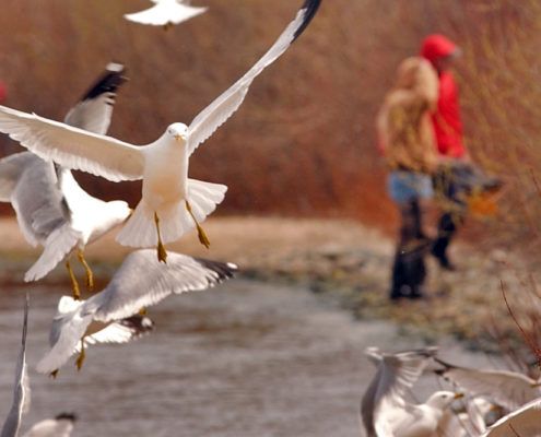 Seagulls fill the air through three beautiful seasons in Sault Sainte Marie