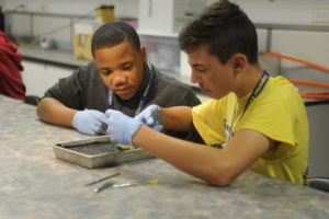 Dissecting frogs to learn more about anatomy