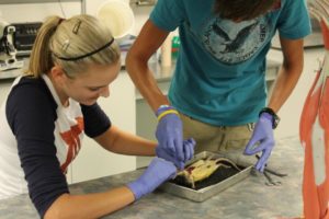 Summer Camps Biomed