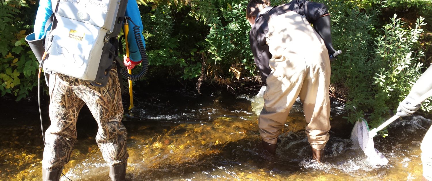 Students collect stream fishes by backpack electrofishing