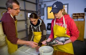 Students collect Atlantic Salmon eggs