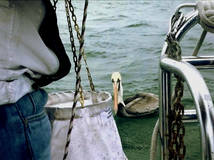 pelican in NC