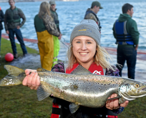 Netted Atlantic salmon