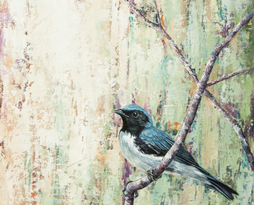 Black Throated Blue Warbler by Tracy Anderson