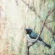 Black Throated Blue Warbler by Tracy Anderson