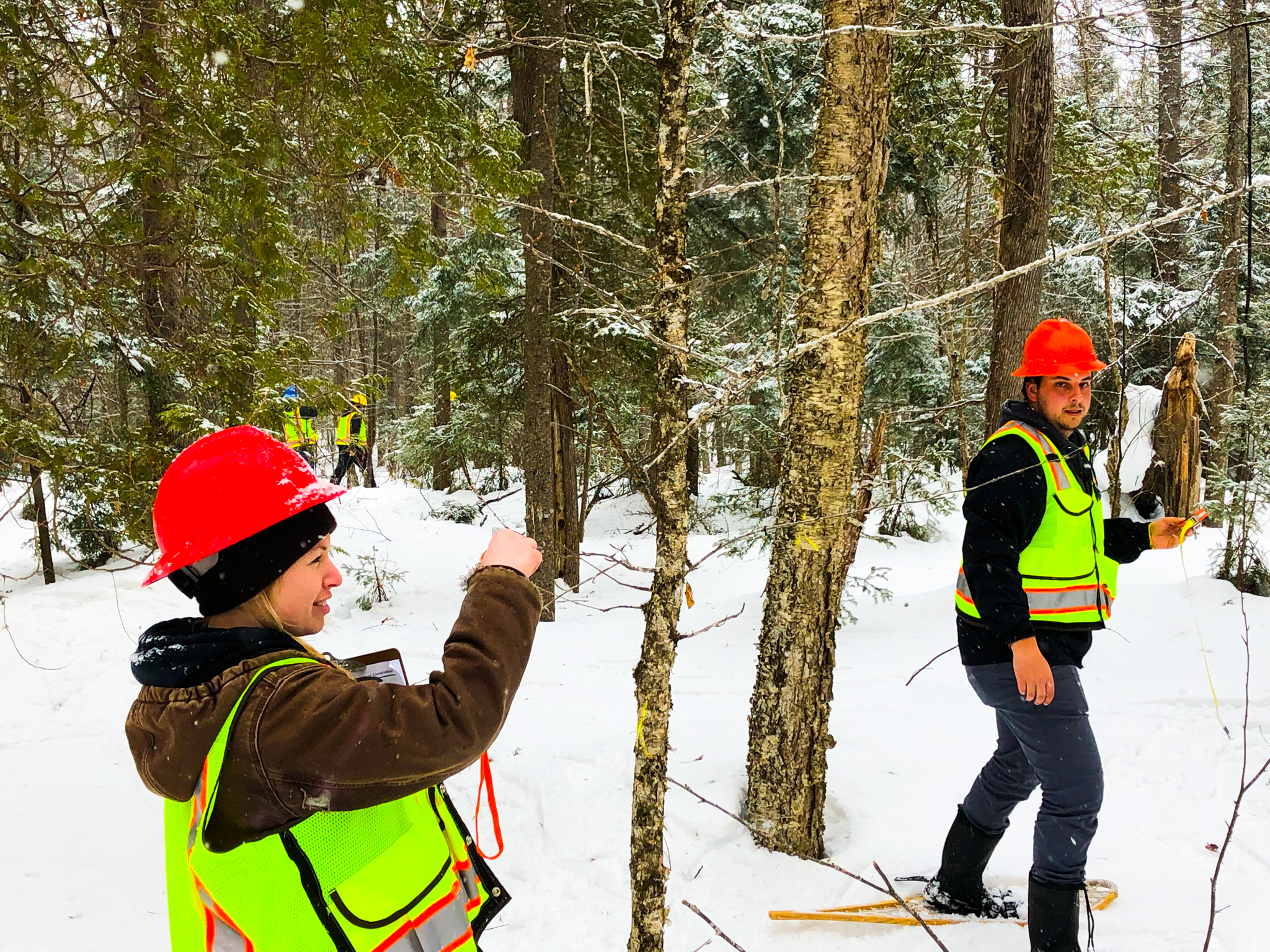 students working with trees in winter