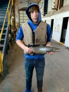 A student is holding a female Atlantic salmon