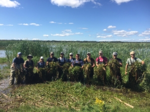 individuals are standing in a swampy area holding European Frogbit