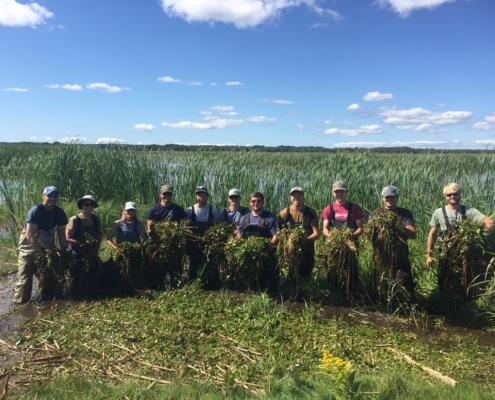 individuals are standing in a swampy area holding European Frogbit