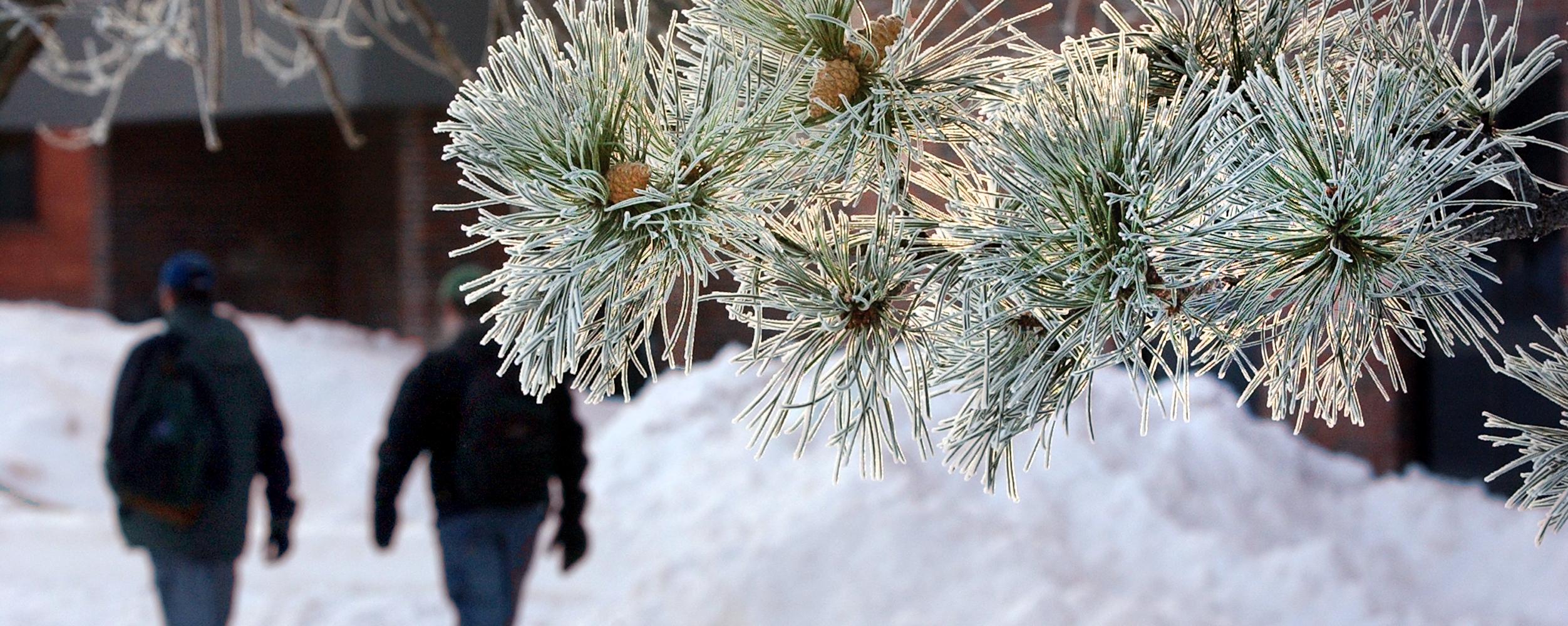 winter pine tree with students in background