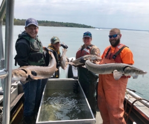 Lake Sturgeon Research