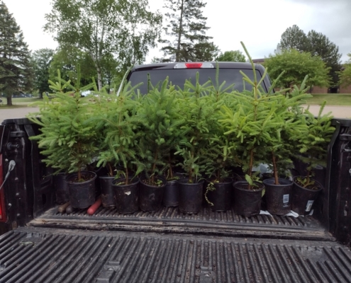 saplings planted on campus
