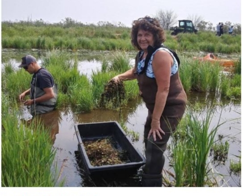 pruning invasive species in Great Lakes