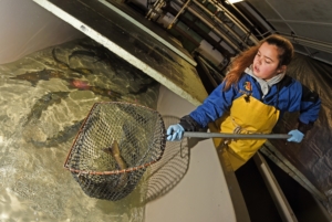 Fisheries student with Atlantic salmon yearlings