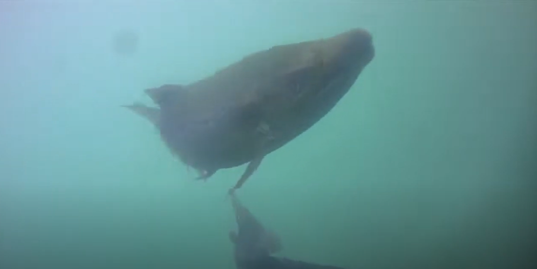 CFRE Fishcam
