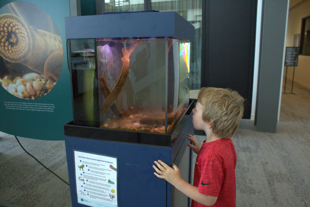 A child looks at sea lamprey.