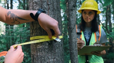 Natural Resources tree measuring.