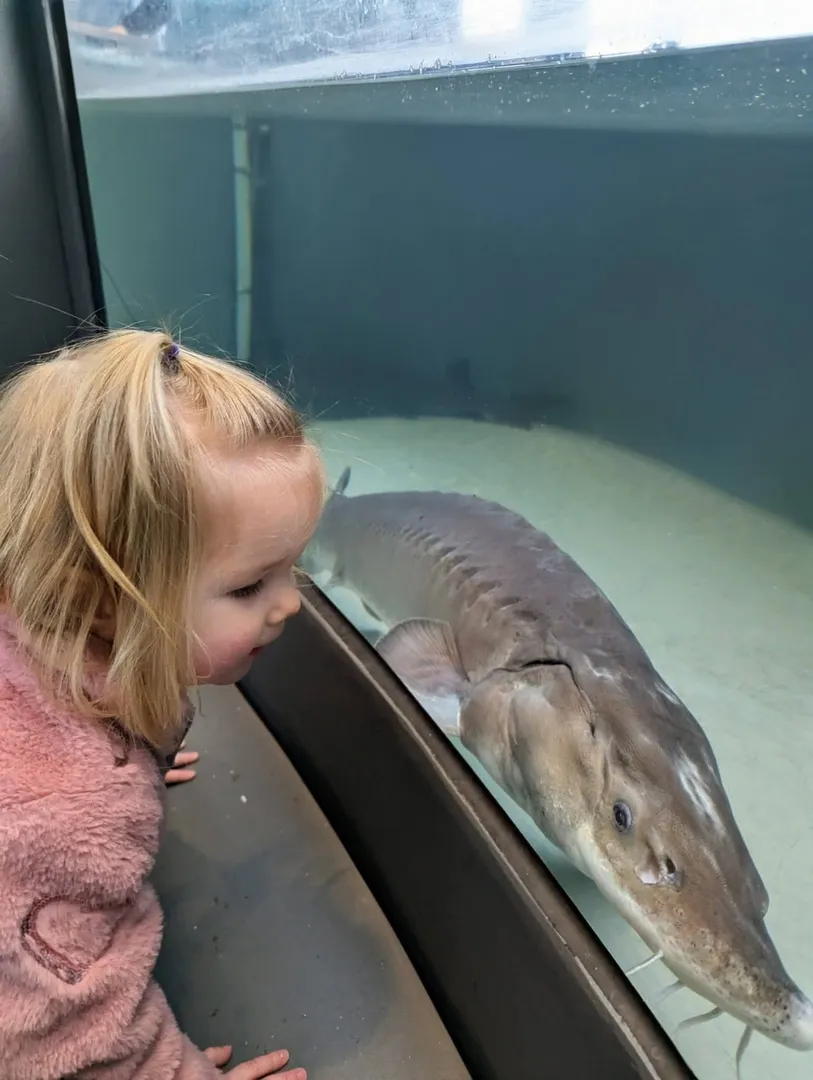 Child looking at a Lake Sturgeon