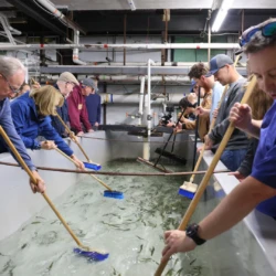LSSU community members gather around a tank, using blue brooms to encourage and sweep the fish into the release drain.