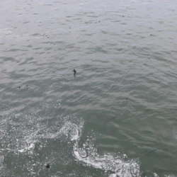 Atlantic Salmon seen popping out of the water surface as they release into the St. Marys river.