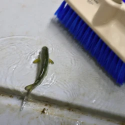Single Atlantic Salmon, young, next to a broom as it is about to be swept into the release drain.