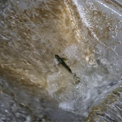 A single young Atlantic Salmon swimming upstream, fighting the current of the drain.